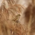 Hvor mange flag skal man bruge til at dekorere et rum til en fødselsdag?